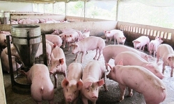 Giá lợn hơi hôm nay (24/5): Vẫn chưa dừng tăng
